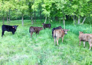 Pettit Pastures grass fed beef mn