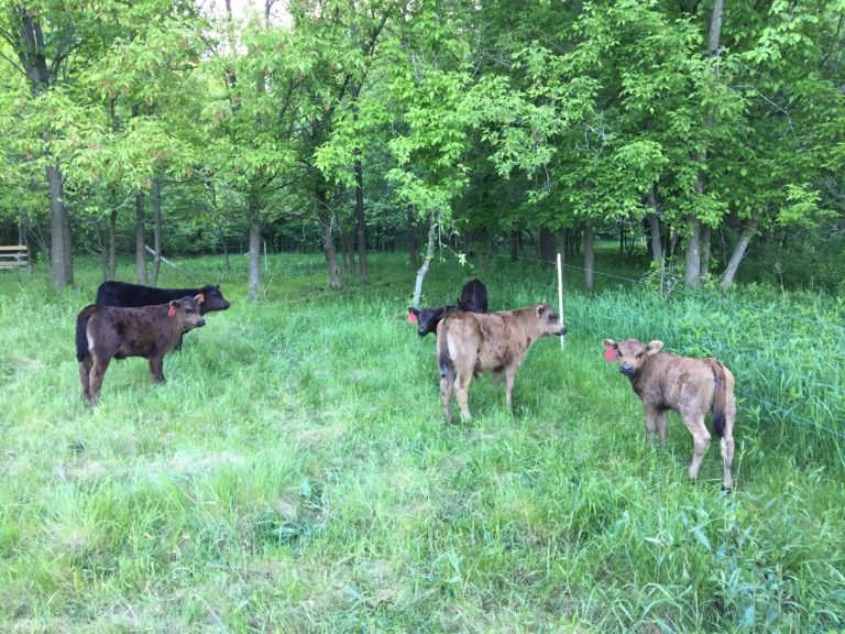 grass fed beef mn