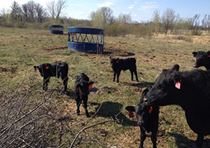 Pettit Pastures April Update