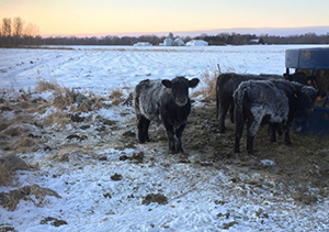 grass fed beef mn