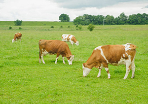 grass fed beef mn