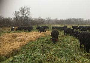 grass fed beef mn