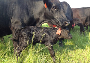 grass fed beef mn