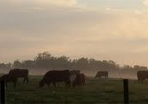 grass fed beef mn