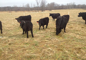 Pettit Pastures grass fed beef mn