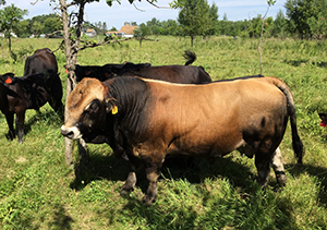 grass fed beef mn