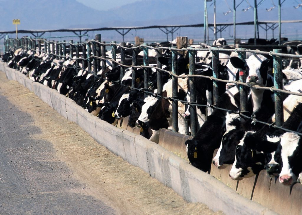 cattle feedlot