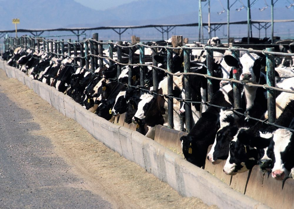 Cattle in a feedlot